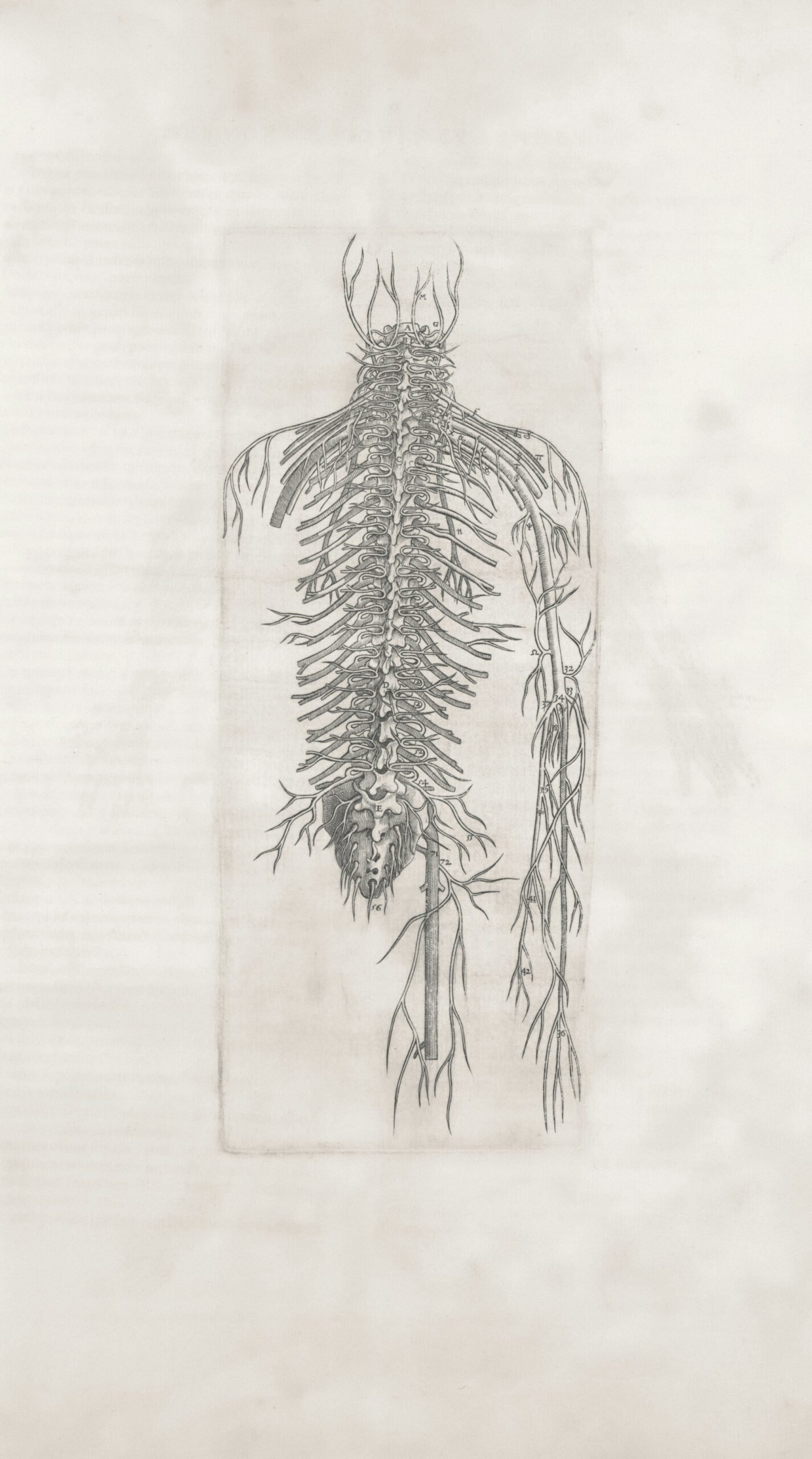 Sketched image of a partial skeleton figure of the human body.