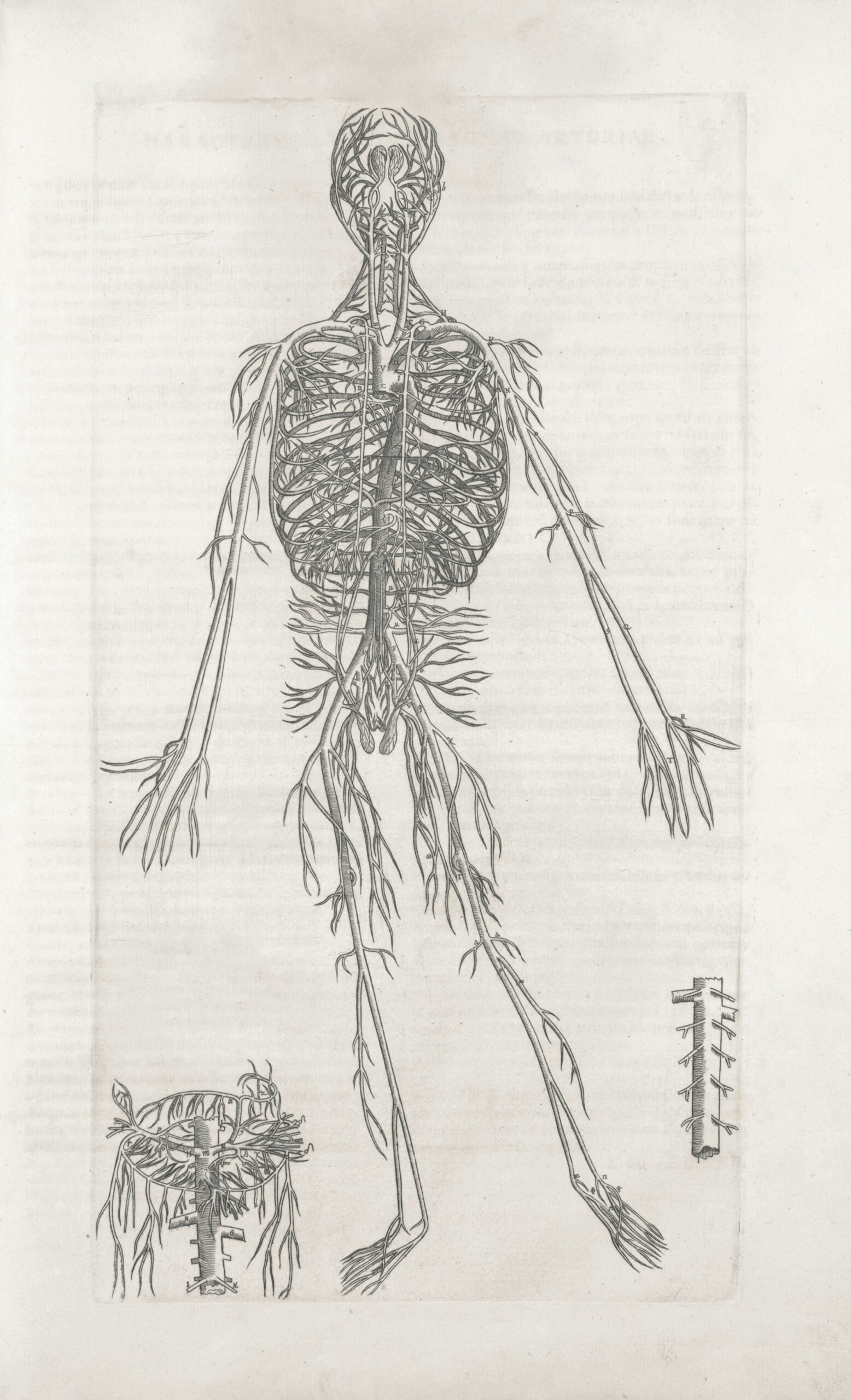 Sketched image of skeleton figure of the human body.