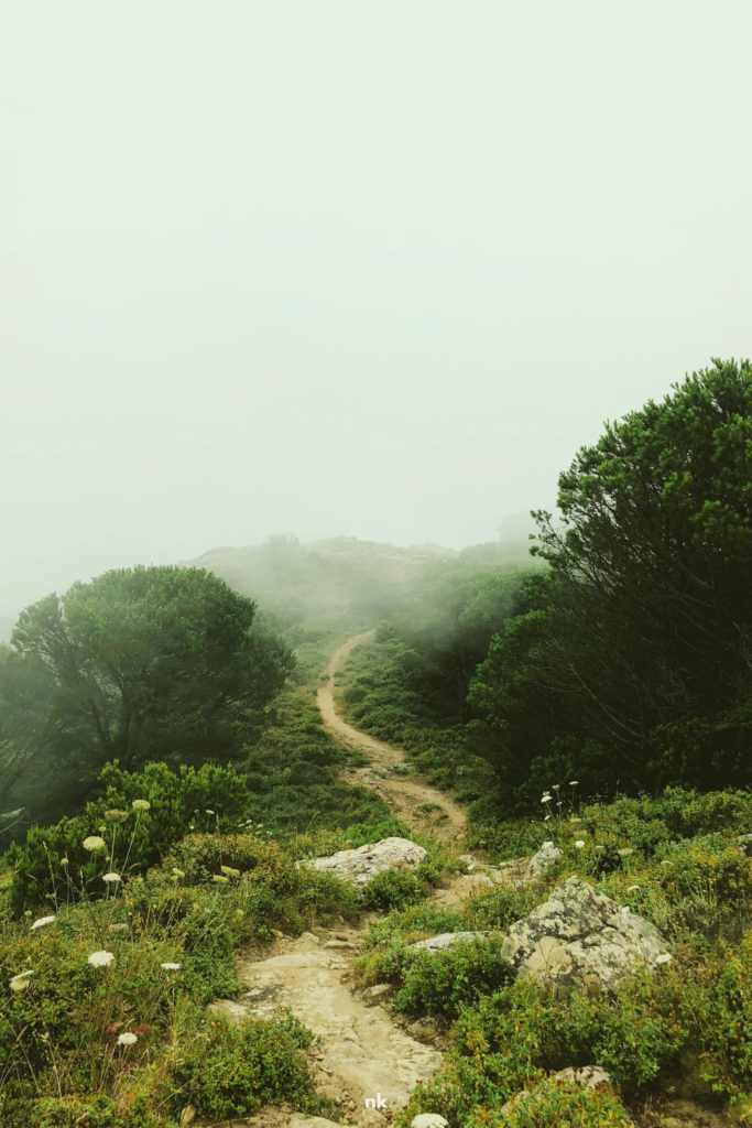 Image of a pathway with green vegetation on both sides