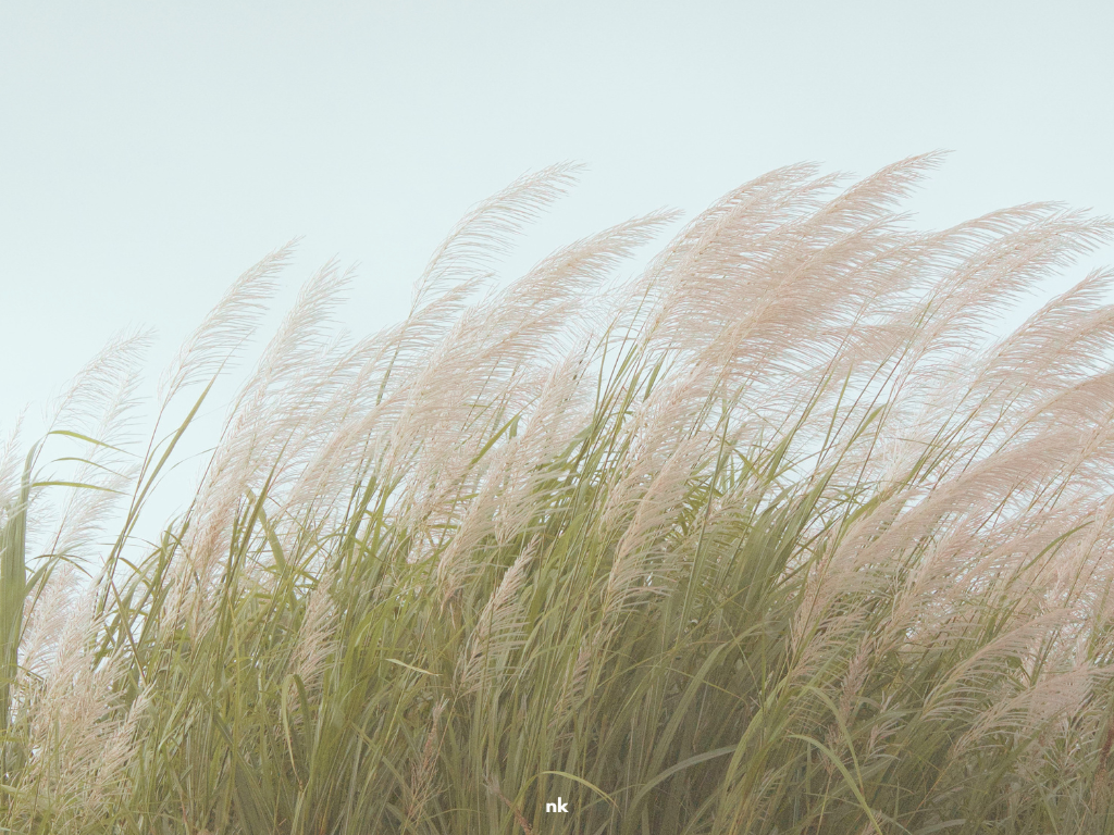 Image of tall grass blowing in the wind