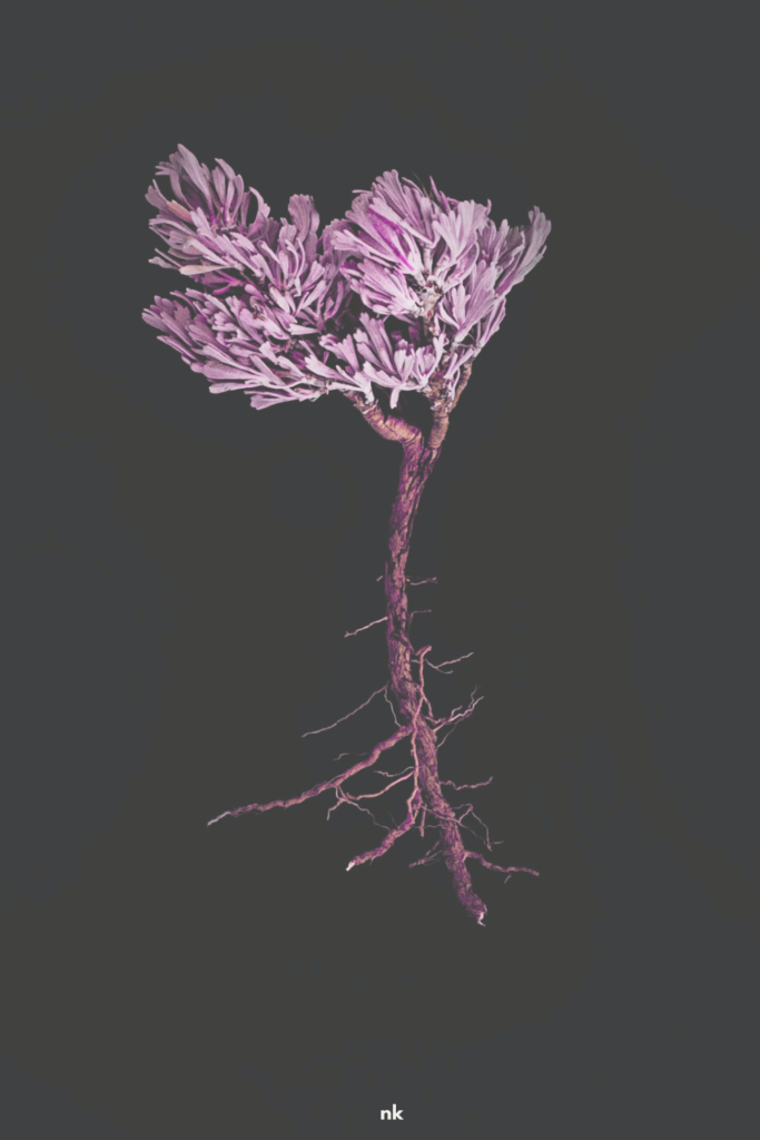 Pink hued image of a tree root